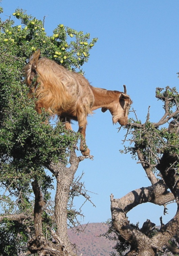 Goat Climbing for Argan Oil